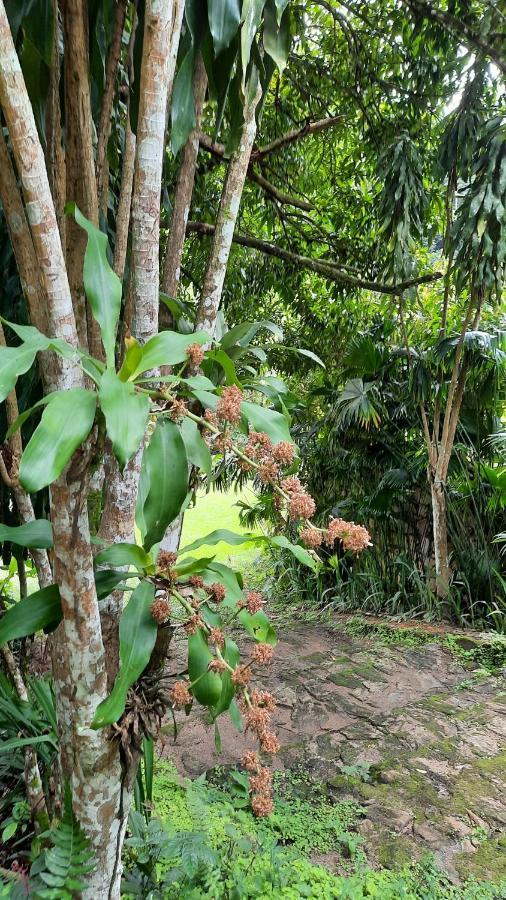 Sitio Alto Da Montanha - Voce Em Paz Com A Natureza باكوتي المظهر الخارجي الصورة